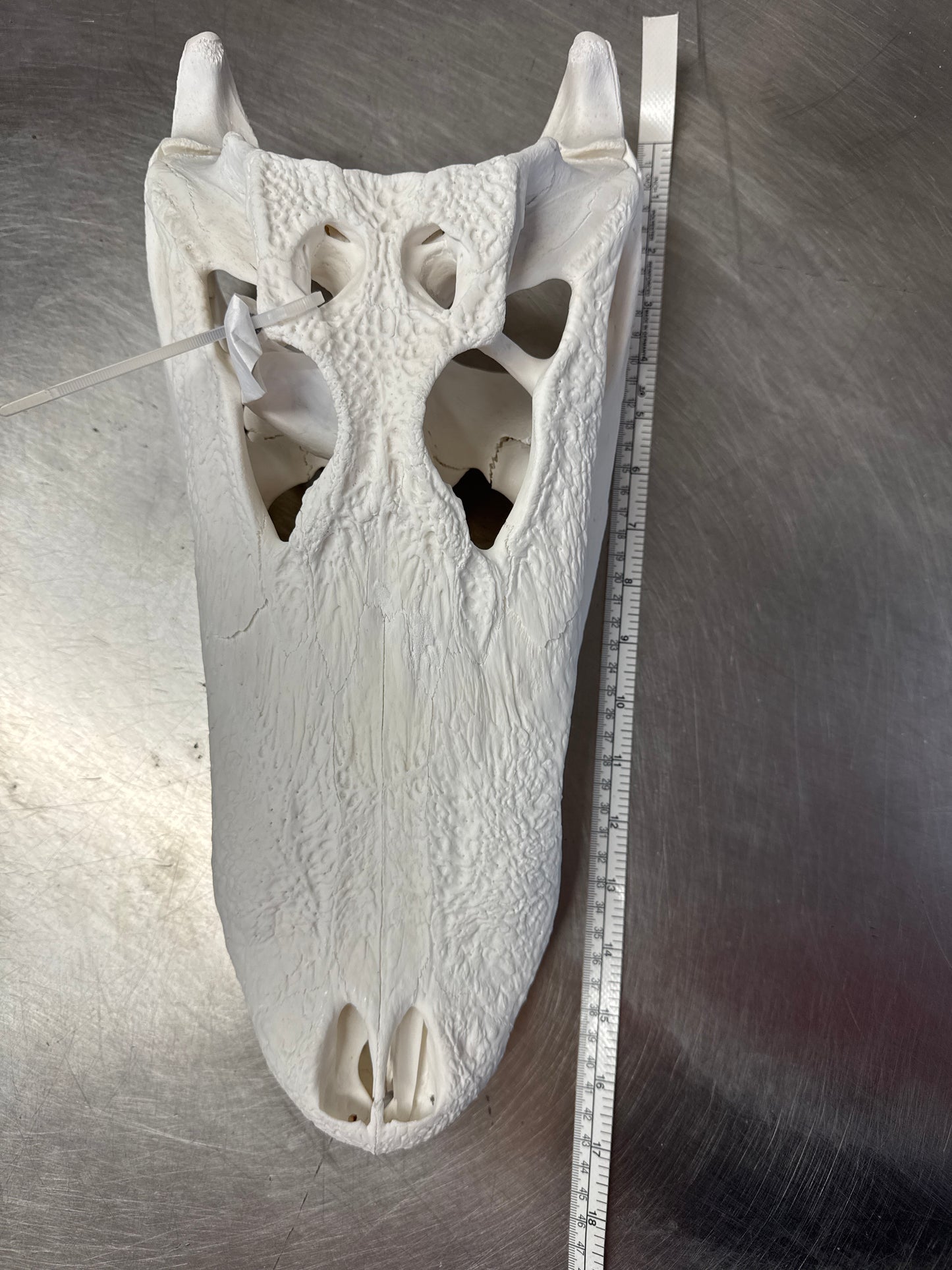 Alligator European Mount