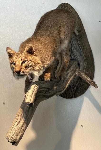 Bobcat mount