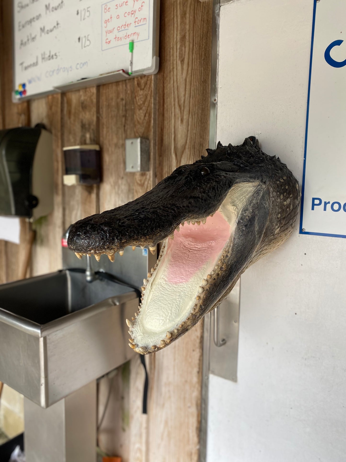 Alligator Head and Neck Mount